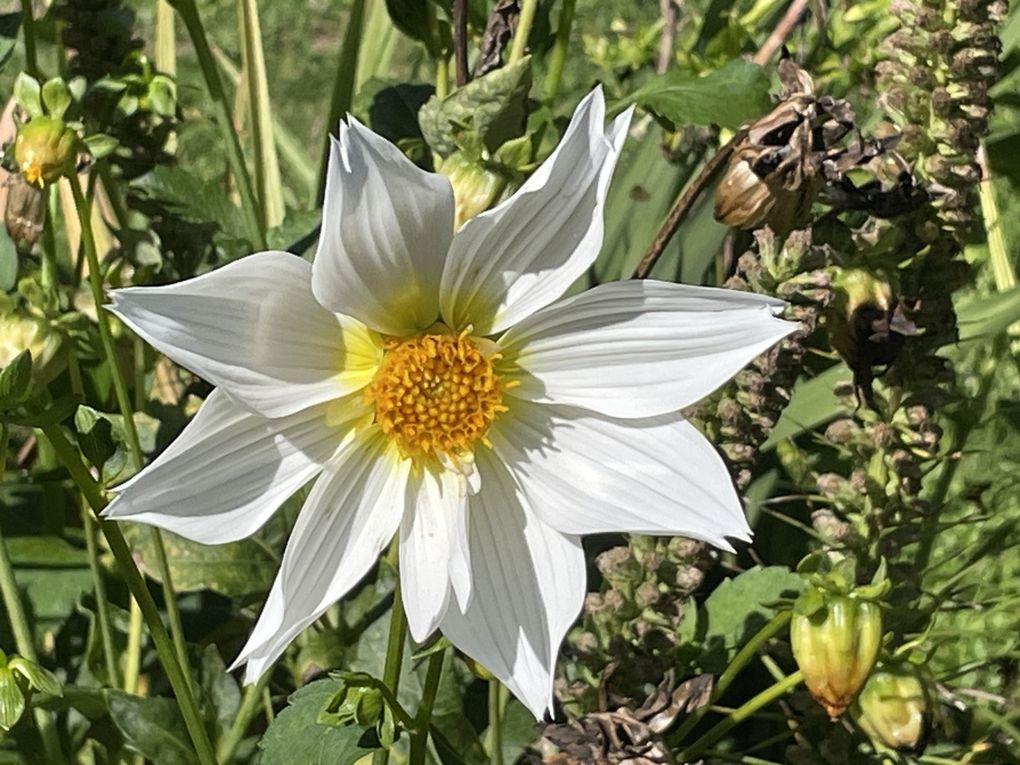 Mardi 23 sept 2025 Mon  diaporama :Flânerie au parc à Cébazat  c'était le 19 sept 2025 grand  soleil 