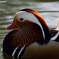 Rouelles Le Canard mandarin (Aix galericulata).