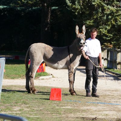JOURNEES NATIONALES DE L'ANE DE PROVENCE A UZES