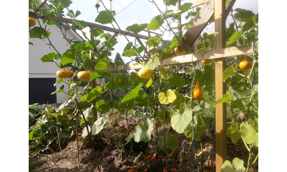  un petit bonsoir  à tous et toutes(un potager en permaculture dans notre village 