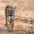 INDE - Le Tigre regagne du terrain