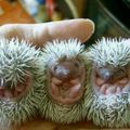 Trois bébés hérissons/Three hedgehog babies !