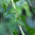  Herbe aux femmes battues * Lady's-seal