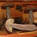 Leccinum