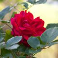 Rose du jardin 2