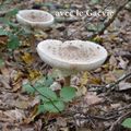 n°67- A la découverte des champignons d'automne