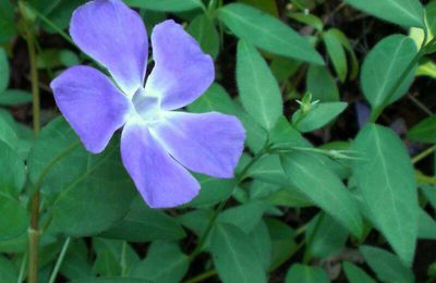 La petite pervenche et ses étoiles bleues