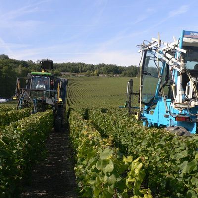 Vendange chez les MAUME