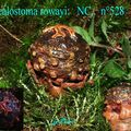 CALOSTOMA