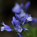 Polygala calcarata