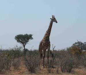 Mapungubwe National Park