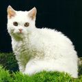 Le Selkirk Rex