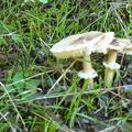 La Corse - La cueillette des champignons 2