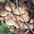 Champignons forêt de Rambouillet (78)