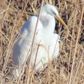 Voici l'aigrette garzette beaucoup plus petite