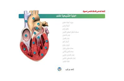 البنية التشريحية لقلب الانسان