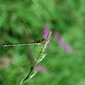 Demoiselle sur fond vert et rose