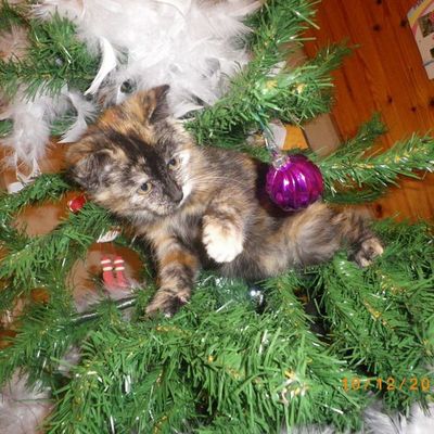 Quand vient noël...