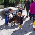 Sortie au parc des animaux de La Rochelle du 11 juin - suite