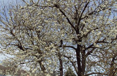 arbres en fleurs