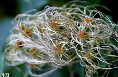 Méli , melo , viorne des pauvres et hortensia