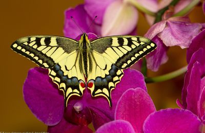 MACHAON 