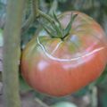 Tout sourire...la tomate...