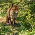 RENARD ROUX (Renard commun)