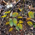 Jeffersonia diphylla