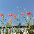 Coquelicots