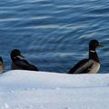 entre le froid de la neige et le froid de l'eau,