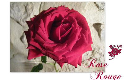Roses Rouges