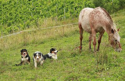 Des chiens et des chevaux TROP éduqués !