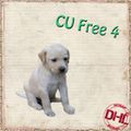 CU freebie 4