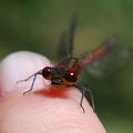 Petite demoiselle aux grands yeux