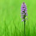 Dactylorhiza maculata