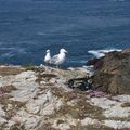 Habiter en oiseau