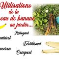 Bananes et jardin : utilisation de la peau de banane -engrais naturel- Astuce jardinage