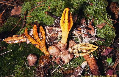 Colus de Schellenberg サンコタケ