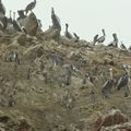 ILES BALESTAS,les pingouins de HUMBOLDT,60cm de hauteur...