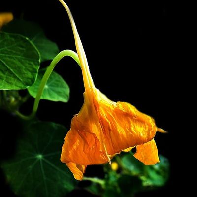 La vie du jardin (206)