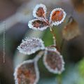 De givre habillé * Covered with frost #5