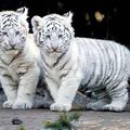 tigres blanc images