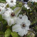 Clématites blanches