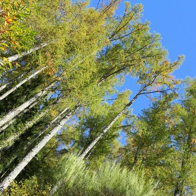 L'automne dans la maison des bois