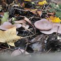 Un compost, des champignons...