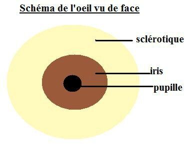 Pourquoi avons nous les yeux verts, marrons, bleus... et pas violet ou jaune?