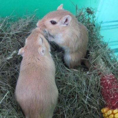 Mes gerbilles dans leur nouvelle cage