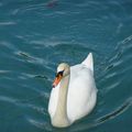 Le Cygne