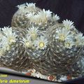 Mammillaria dumetorum